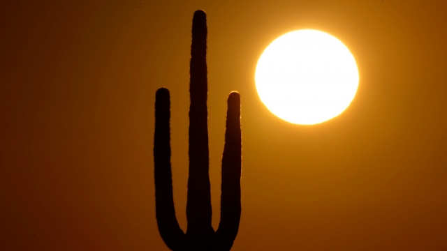 The sun rises over a saguaro cactus near Phoenix