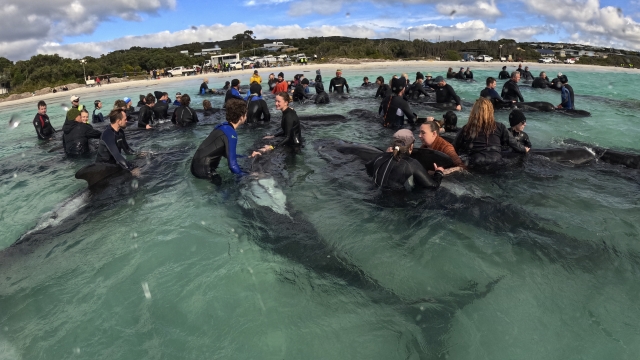Rescuers tend to a long-finned pilot whales.