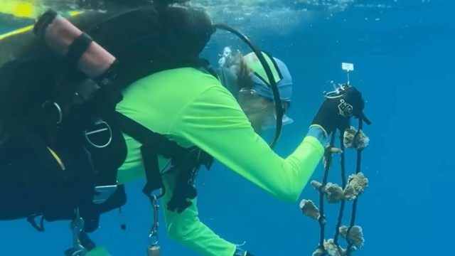 A diver transplants coral