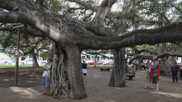 A banyan tree stands along Lahaina town's historic Front Street in February 2018.