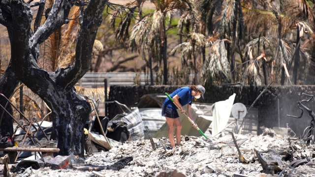 A woman digs through wildfire rubble in Hawaii