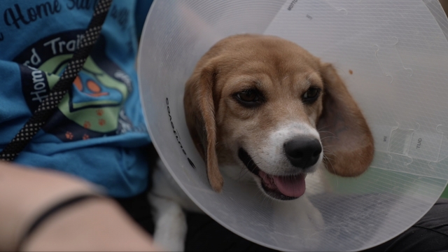 Beagle with a protective cone around its head.