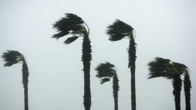 Palm trees blow to the side during a storm