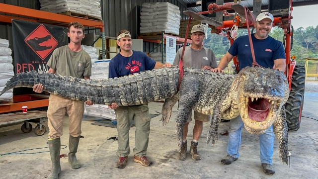 Hunters pose with their record 14'3" alligator.