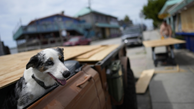 Jeff Wigsten cuts plywood to help cover a business' windows as his dog Blue waits.