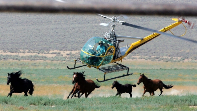 A livestock helicopter pilot rounds up wild horses.