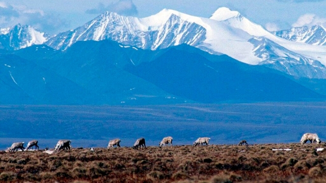 The Arctic National Wildlife Refuge in Alaska