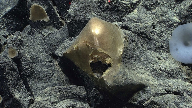 An unidentifed specimen is shown.