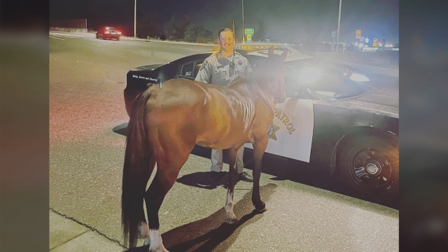 A highway patrol officer stands with a horse.