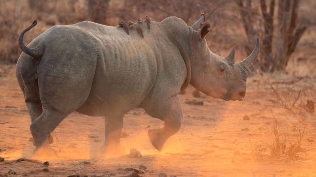 A white rhino in the wild in Africa.