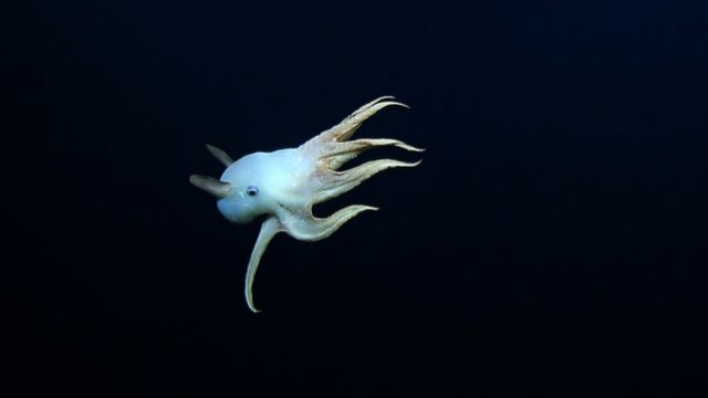 A dumbo octopus is seen in the ocean.