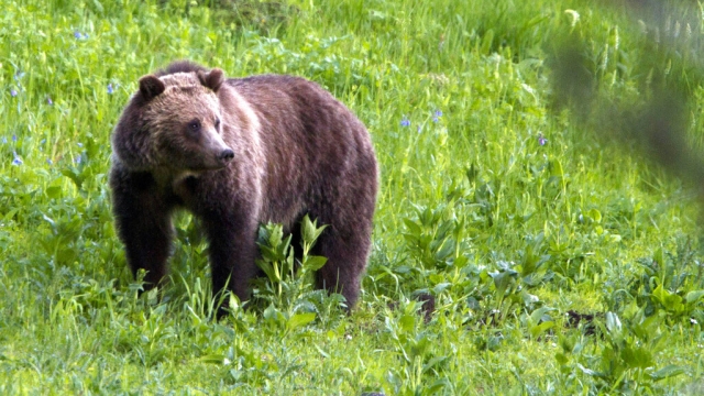 A grizzly bear roams the grass