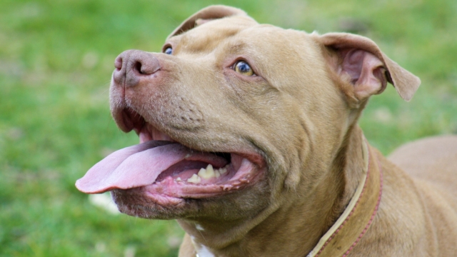 New Florida law prohibits local bans on pit bulls, other large breeds