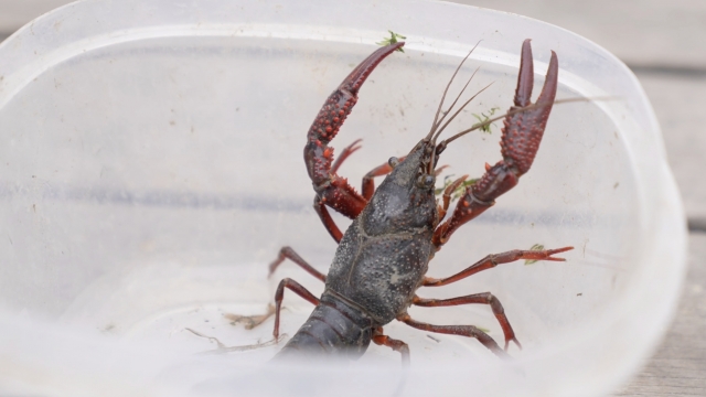 An invasive red swamp crayfish.