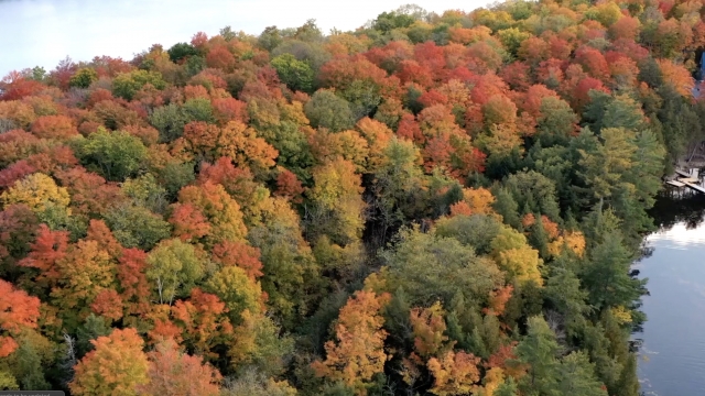Drone footage of fall foliage.