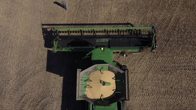 A combine harvests soy beans.
