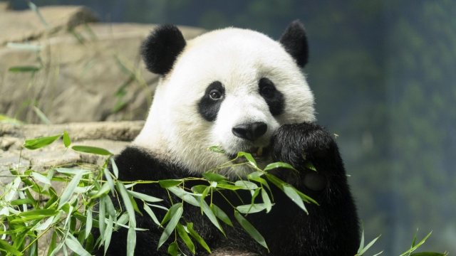 Giant panda Xiao Qi Ji eats bamboo.