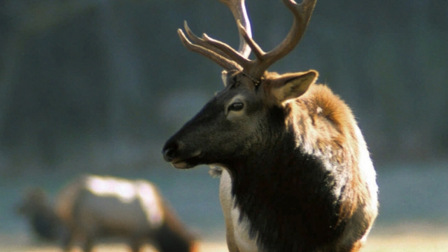 An elk is shown.