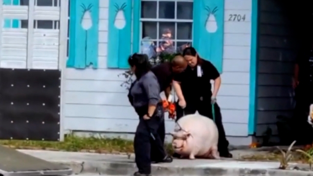 Pig named Pork Chop being removed from a home by authorities.