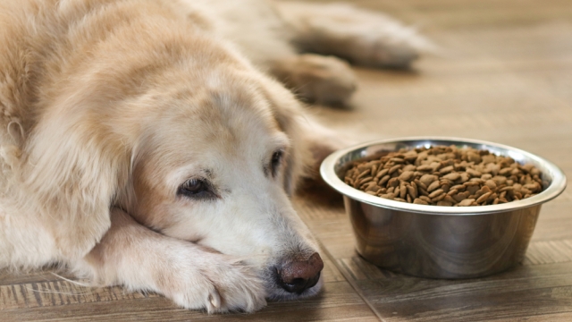 A golden retriever sadly lays down in front of food bowl.