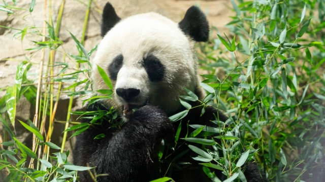 Giant panda Mei Xiang eating bamboo.