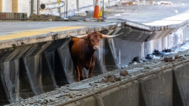 Bull gets loose on train tracks at Newark Penn Station, near NYC