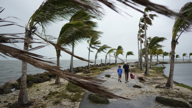 People walk as palm trees blow in the wind.