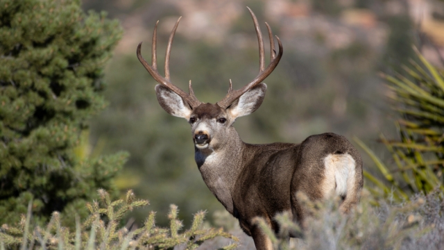 Colorado woman gored by mule deer as she left her home