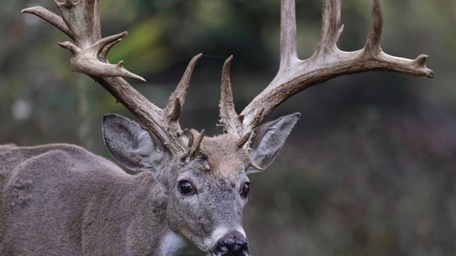 Virginia hunter accused of illegally killing '1 in a million' buck