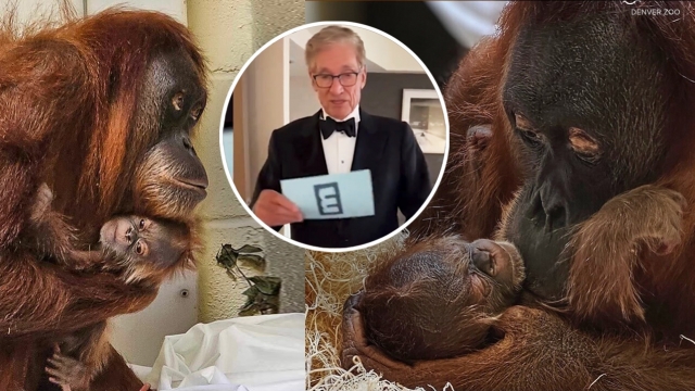 Denver Zoo got Maury Povich to reveal paternity results for orangutans