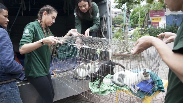 Cats are removed from a slaughterhouse/restaurant in Vietnam.