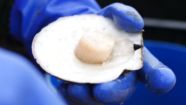 FDA issues warning about possible contaminated scallops