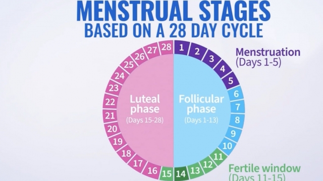 A chart showing the stages of menstruation