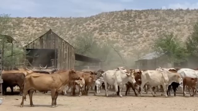Cows on a ranch in Arizona.