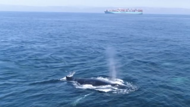 A whale in the ocean with a cargo ship in the background.