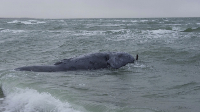 A female right whale was found dead off Martha's Vineyard