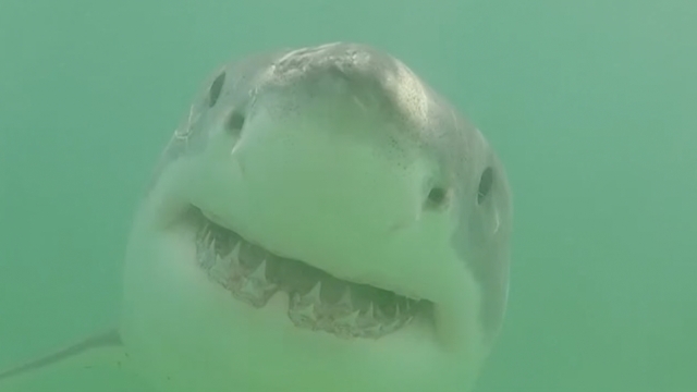 A great white shark.