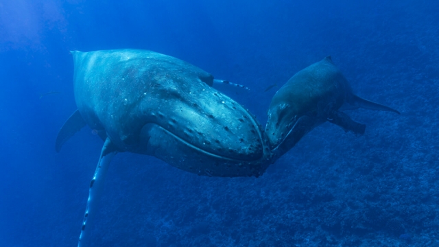 Scientists might have finally figured out how whales sing