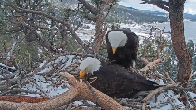 Must watch live cam: Bald eagles Jackie and Shadow await hatchlings