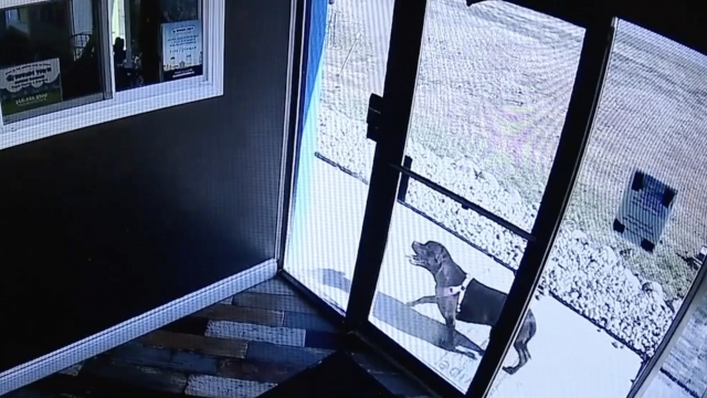 Surveillance video from the doggy day care shows the dog running up the front door.