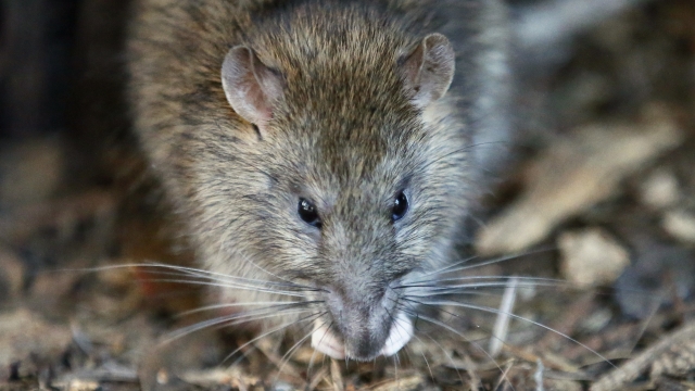 Rodents can cause thousands of dollars in damage to your car