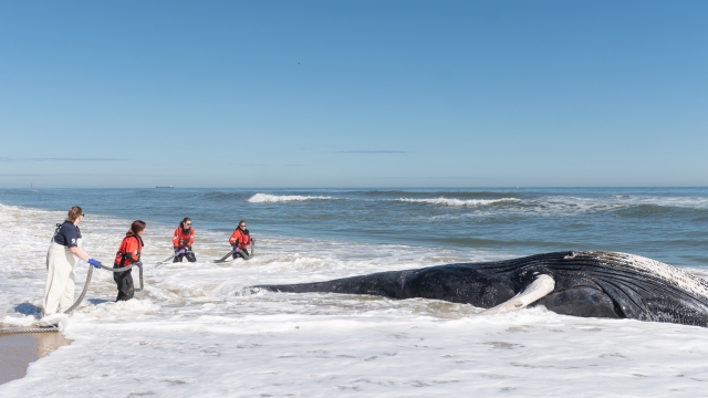How did 4 whales get beached along the East Coast in the same week?