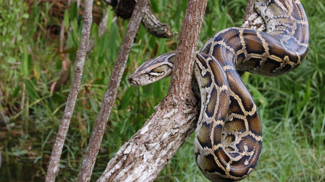Snake or steak? Study says pythons could could save the meat industry
