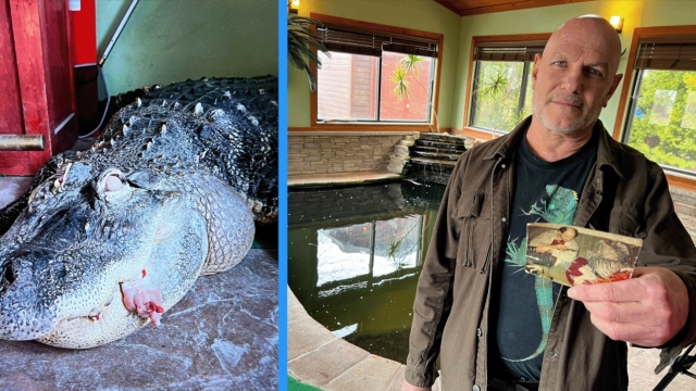 Why thousands signed a petition to return a pet alligator to its owner