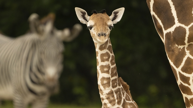 Baby giraffe dies of a broken neck at Zoo Miami