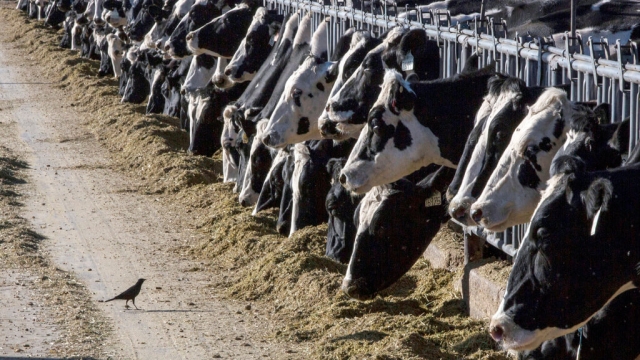 Tests detect bird flu in dairy cows in Kansas and Texas