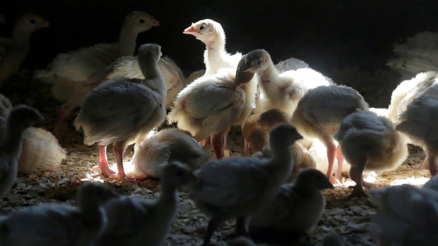 Here's what officials know about the ongoing US bird flu outbreak