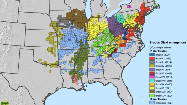 Map shows where billions of cicadas will soon emerge in the US
