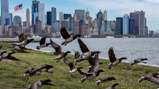 Researchers find bird flu cases among several animals in New York City