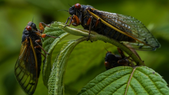 How to get rid of cicadas, according to bug experts